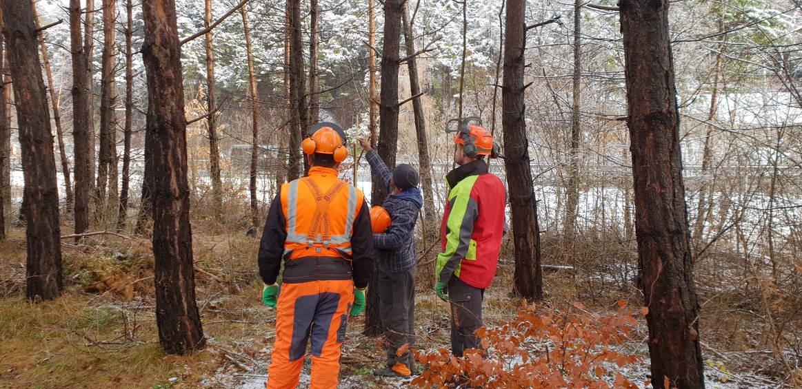 Eine Aussengruppe trifft sich im Wald für den praktischen Teil eines Motorsägekurses.