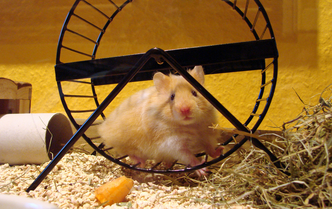 Wenn das Drehen im Hamsterrad die Freude nimmt, ist es Zeit für eine Pause